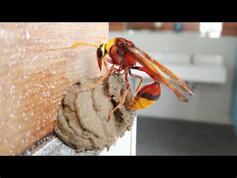 黃蜂築巢風水|【馬蜂風水】動物入家宅 